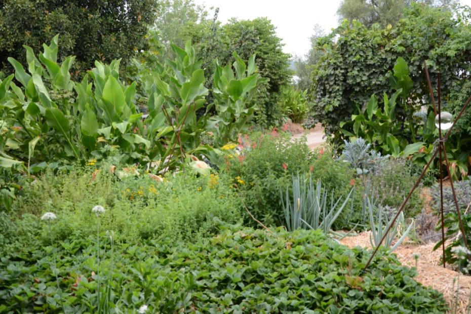 Garden View | Food Forest Garden | The River House Bingara